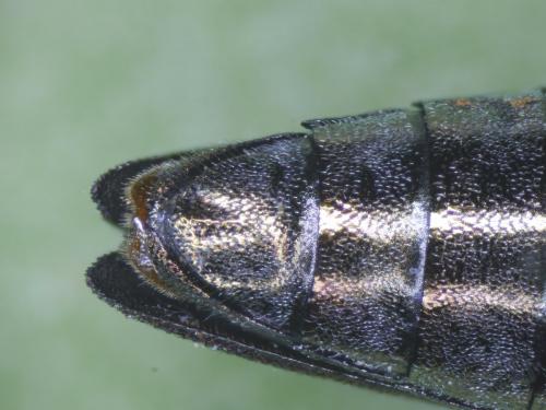 Réf. 212 547 : Agrilus sinuatus